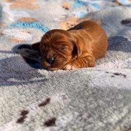 Dorothy - Ruby female Cavalier King Charles Spaniel puppy in Rockville, Maryland from Skais the Limit