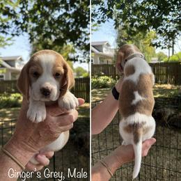 Ginger's Gray - Black fawn and white male Beagle puppy in Brownsville, Oregon from Beagles on the Run