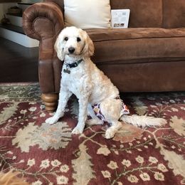 Polly - Goldendoodle