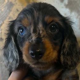 Dachshunds from Doxies AZ