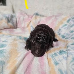 Philautia - Brown and white female Cockapoo puppy in Fort White, Florida from Jade