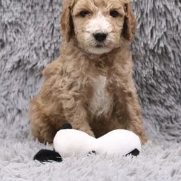 Poodle Puppies from Absolutely Pampered Poodles