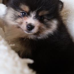 Adkpom Dakoda Tri color sable - silvery undercoat - Tri-colored female Pomeranian puppy in Gloversville, New York from ADKPOM Adirondack Pomeranians