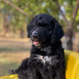 John Wayne - Black male Bernedoodle puppy in Lookout, California from Remington Kennels, LLC