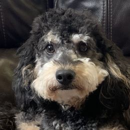 Bingley - Bernedoodle