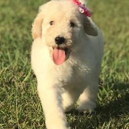 Goldendoodles and Poodles from Southern Doodles and Poodles