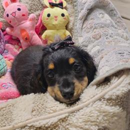 Dolly - Black and tan female Dachshund puppy in Austin, Texas from Glorious Minis