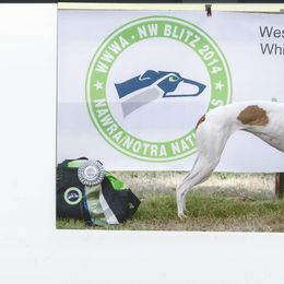 Whippet All Grown Up from Jamminwhippets