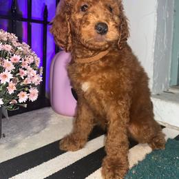 Brown - Apricot female Goldendoodle puppy in Cocoa, Florida from Leopard n Lace Doodles