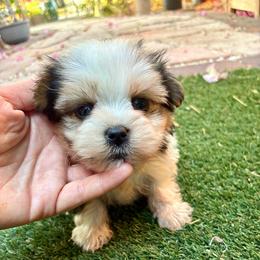 Miguel - Parti male Yorkshire Terrier puppy in Yuma, Arizona from Yuma Yorkie