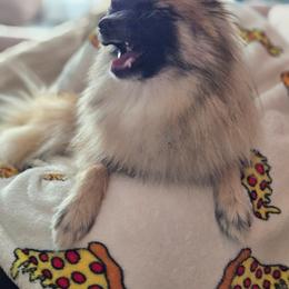 Roxi - Cream sable female Pomeranian puppy in Newport News, Virginia from Itty Bitty Poms