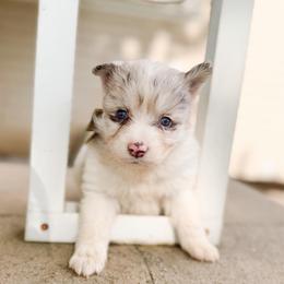 Pip - Merle female Pomsky puppy in Cleveland, Ohio from Lake Point Pomskies