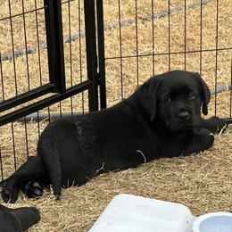 Labrador Retriever Puppies from Westport Labradors
