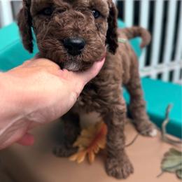 Sir Orion - Red  male Poodle puppy in Plainwell, Michigan from Northern Heart Standards