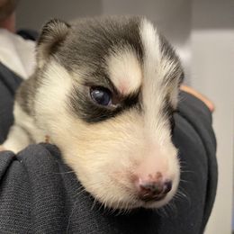 Siberian Husky Puppies from K & Zs Wolfgang Huskies