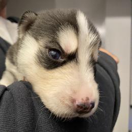 Siberian Husky Puppies from K & Zs Wolfgang Huskies