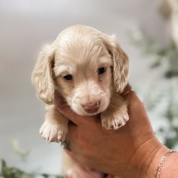 Dachshund Puppies from VOB Doxie