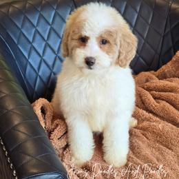 Earth - Yellow and white male Bernedoodle puppy in Cleveland, Georgia from Jam's Doodles And Poodles