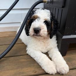 Mouse - Tri-color male Bernedoodle puppy in Fishers, Indiana from Fishers Bernedoodles
