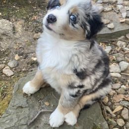 Miniature Australian Shepherd and Toy Australian Shepherd Puppies from Rye Hill Aussies