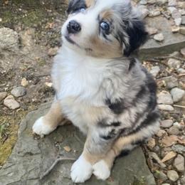 Miniature Australian Shepherd and Toy Australian Shepherd Puppies from Rye Hill Aussies