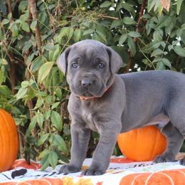 Orange collar male - Gray male Cane Corso puppy in Caliente, California from Rafter Cross 7