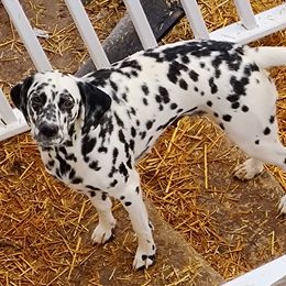 Cali - Dalmatian