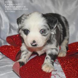 Pistol - Blue merle male Miniature Australian Shepherd puppy in Patterson, North Carolina from DreamLine Aussies