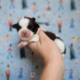 Fritz - Brindle and white male Shih Tzu puppy in Jasper, Georgia from Tiny Bubbles Shih Tzus