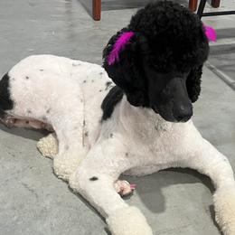 Aussiedoodles, Australian Shepherds, and Poodles from Big Mama’s Beauties