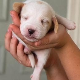 Scarecrow - Lemon and white male Beagle puppy in Lake City, Florida from Sunkissed Beagles