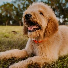 Goldendoodles from Sunshine Doodles