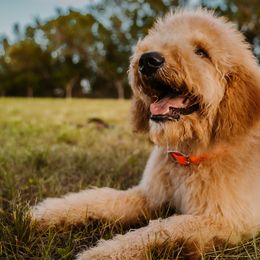 Goldendoodles from Sunshine Doodles