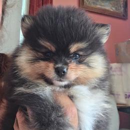 Adkpom Daphne - Black and tan female Pomeranian puppy in Gloversville, New York from ADKPOM Adirondack Pomeranians