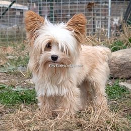 Amadeus - Yorkshire Terrier