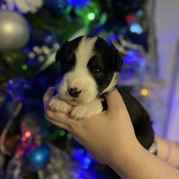 Leo - Black and white male Aussiedoodle puppy in Columbia, Kentucky from Burton's Precious Doodles