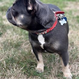 Cali - French Bulldog