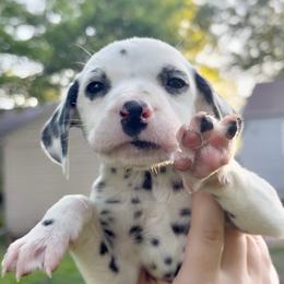 Cypress - White and black male Dalmatian puppy in Des Moines, Iowa from Spot Splattered Dalmatians