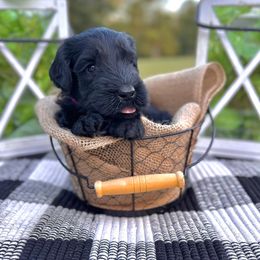 Clover - Black female Giant Schnauzer puppy in Collinsville, Mississippi from Hillside Kennels