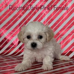 Ricotta - Cream female Shichon puppy in De Pere, Wisconsin from Kinzor Kennels