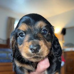 Boy 1 - Black and tan male Dachshund puppy in Bardstown, Kentucky from A & J Doxies