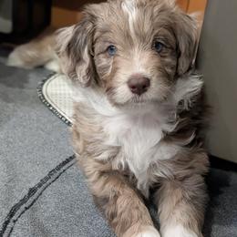 Aussiedoodle Puppies from Ridgeview Aussiedoodles