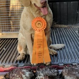 Chesapeake Bay Retrievers from Camptown Chesapeakes