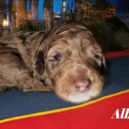 Albus - Merle male Sheepadoodle puppy in Austin, Texas from Darling Doodles