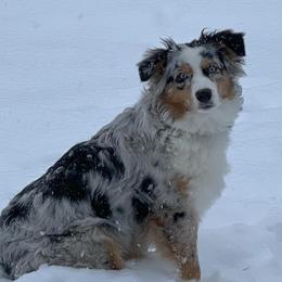 Lexi - Australian Shepherd