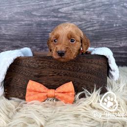 Fishstick - Sable male Goldendoodle puppy in Utah County, Utah from Big Hearted Breeders