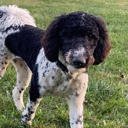 Poodles from KT’s Standard Poodles