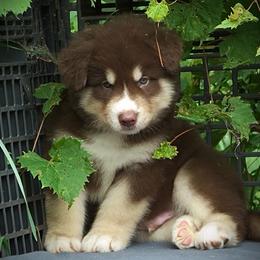 Arlo - Red and white male Alaskan Malamute puppy in Michigan from Warrior’s Legacy Alaskan Malamutes