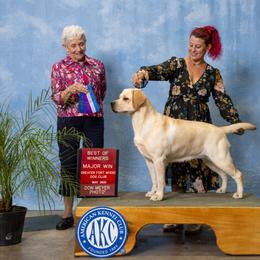 Labrador Retriever Puppies from Flashylabs AKC GRAND CHAMPION SIRED
