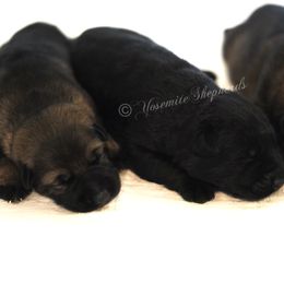 Phantom - Black male German Shepherd puppy in Coarsegold, California from Yosemite Shepherds